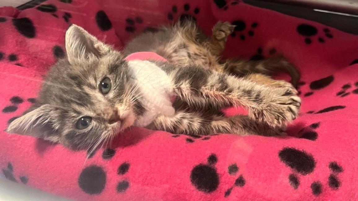 Powder the kitten wearing her vest and lying on a pawprint blanket